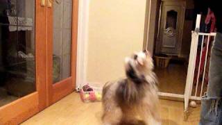 Star the Tibetan Terrier Dancing [upl. by Ihcelek881]