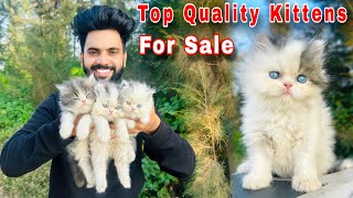 Persian Cats For sale  persian cat baby  persian cat price in india  persian cat  cats for sale [upl. by Oloapnaig]