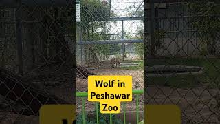 animals Wild Wolf at Peshawar Zoo [upl. by Erdnassac]