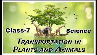 Transportation in Plants and Animal Class 7  CBSE  Science ch 11  viral trendingvideo [upl. by Araeit]