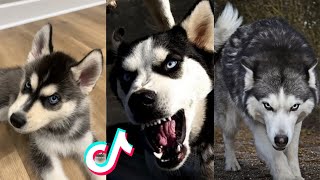 Husky Badass and Cute  Tiktok Compilation [upl. by Kacy]