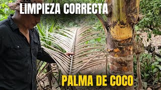 Limpieza correcta a una palma de coco para que estén siembre hermosas sin plagas y llenas de frutos [upl. by Aika840]