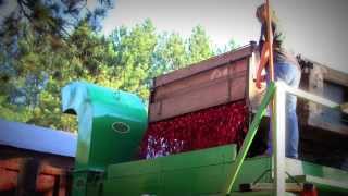 Cranberry Harvesting with Arpin Cranberry Co Warrens Wi [upl. by Bina]