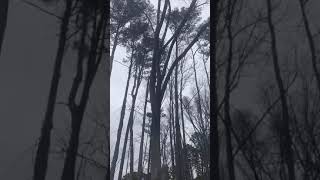 Climbing and limbing a big Oak tree in Franklinton  My Tree Guy NC [upl. by Civ931]