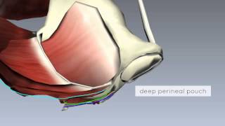 Pelvic Floor Part 2  Perineal Membrane and Deep Perineal Pouch  3D Anatomy Tutorial [upl. by Bekelja]