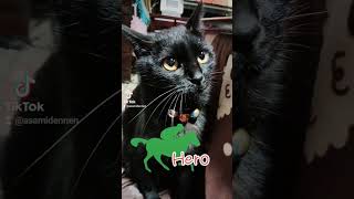 【黒猫】君だけのためのHero黒猫blackcat 安室奈美恵hero ヒーローアカペラ cmソング jra 競馬 [upl. by Ettennahs]