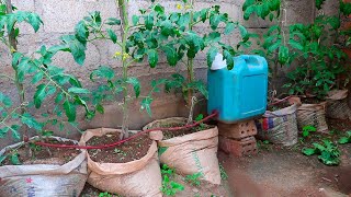 Como hacer riego por goteo automático y casero para cultivar tomates en casa muy fácil y rápido [upl. by Alyakcm]