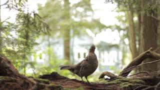 RUFFED GROUSE quotDRUMMINGquot sound amp video [upl. by Macgregor]