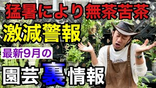 【ここは絶対押さえて下さい】ズバリ今年の秋は荒れます 【カーメン君】【園芸】【ガーデニング】【初心者】 [upl. by Byrann]