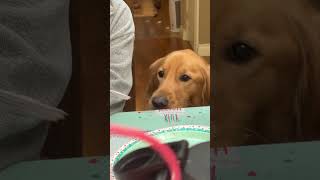 Jaxon LUVS cake fypシ゚viral goldenretriver dog [upl. by Anij]