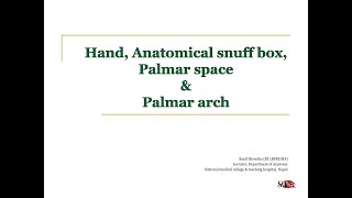 Hand Anatomical snuff box palmar spaces and palmar arch MBBSBDS [upl. by Rosana]