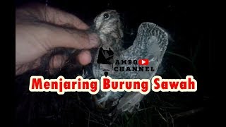 Menjaring burung sawah [upl. by Ennaeirrac886]