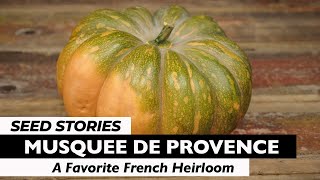 SEED STORIES  Musquee de Provence A Favorite French Heirloom [upl. by Trebleda]