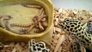 وزغة منمرة تأكل يرقات الطحين Leopard Geckos [upl. by Eednahs21]