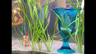 New 5 gallon Guppy breeding tank series Part 4 Guppies are almost ready for the 155 Gallon tank [upl. by Ayk]