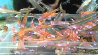 Notropis chromosus spawning part 1 [upl. by Dalury328]