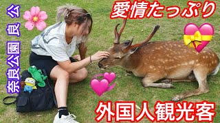 鹿に愛情たっぷりの外国人観光客 💖 奈良公園 🦌  nara deer  Nara Park deer 🦌 in Japan vlog  sarif japan [upl. by Lamonica259]