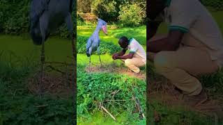 Meet Shoebill the prehistoric bird is greeting to the Zookeeper shorts beautiful [upl. by Herrah]