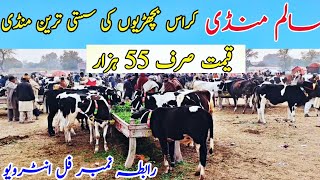 Bachrian For Sale In Salam Mandi  Heifers Rates  Dairy Farming in Pakistan 6 January 2024 [upl. by Sorcha]