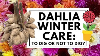 What to do with dahlias after flowering When to dig amp how to care for dahlias in pots over winter 💐 [upl. by Nnylkcaj]