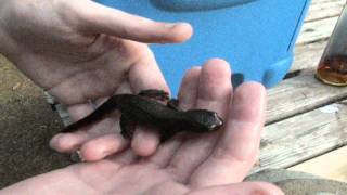 Fresh Water Newt Wild [upl. by Quickman]