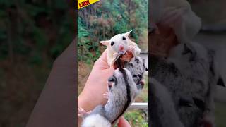 Sugar glider cute little baby ❤️ sugarglider cuteanimals shorts shortvideo mastmoviesfact [upl. by Mok]