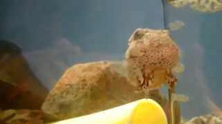 旭山動物園のquotフウセンウオquot（Balloon lumpfish in Asahiyama zoo） [upl. by Omrellug]