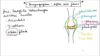 Aufbau eines echten Gelenks leicht erklärt [upl. by Ennaimaj]