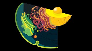 Sistema endomembranas Retículo endoplásmico y aparato de golgi [upl. by Sirapal]