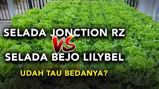 CARA TANAM SELADA HIDROPONIK  PERBEDAAN SELADA JONCTION RZ DAN BEJO LILYBEL [upl. by Helene78]