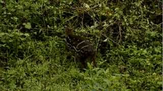 Indian Spotted Chevrotain Moschiola indica [upl. by Ahsemik]