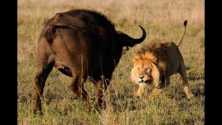 africa Savannah Wild life Documentary  the battle ground of prey and predator [upl. by Keefe410]