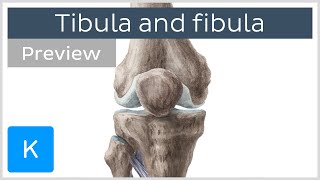 Tibia and fibula preview  Human Anatomy  Kenhub [upl. by Schapira758]