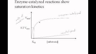 34BEnzymeswmv [upl. by Eimar]