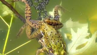 Frogs Fertilizing Eggs [upl. by Notsnhoj]