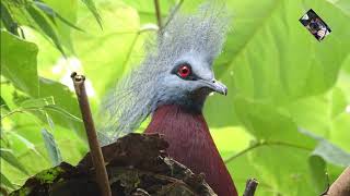 Le Goura de Sclater ou Goura Sclaterii est un Grand Pigeon terrestre originaire de Nouvelle Guinée [upl. by Sabec716]