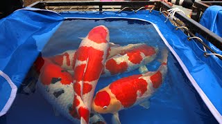 Best Koi Fish Videos  2020 Japan Compilation [upl. by Ecyak187]