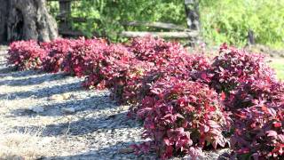 BLUSH™ Nandina is a low shrub with red new growth for most of the year  Ozbreed Hardy Exotic Range [upl. by Jillie]