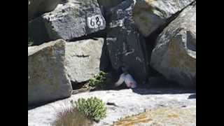 Atlantic Puffins fight on Machias Seal Island [upl. by Frum]