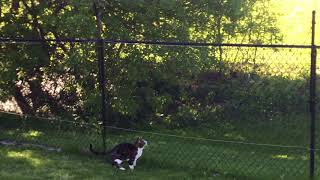 Cat Fencing  No more roaming for EEyou [upl. by Pamella]