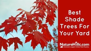 Top 5 Best Shade Trees For Your Yard  NatureHillscom [upl. by Sakul]