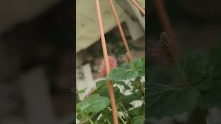 cat tail  acalypha hispida chellie plant care tips short video [upl. by Yrelle]