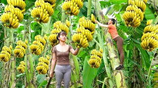 Harvesting A Lot Of Banana Goes To Market Sell  Take Care Animals  New Free Bushcraft [upl. by Marchese]