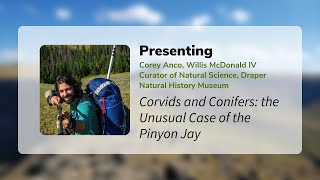 Corvids and Conifers The unusual case of the Pinyon Jay [upl. by Stefanac]