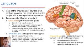 Lateralization and Language [upl. by Terrye]