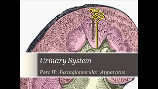 Renal Lecture Pt 2 Juxtaglomerular Apparatus [upl. by Eilahs532]