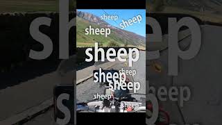 This was a close shave 😅 motorbike motorcycle nearmiss sheep wales [upl. by Malinowski]