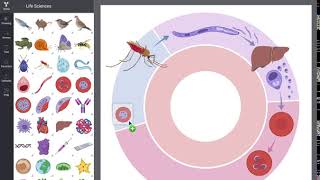 BioRender  Novel Science Illustration tool [upl. by Nylhtac]