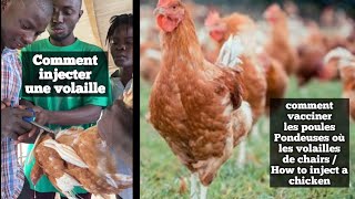 comment vacciner les poules Pondeuses où les volailles de chair Avec Coach Samassi Abdoul Ramzi [upl. by Aiki800]