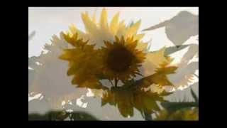 GIRASOLE  Giorgia [upl. by Jemma]